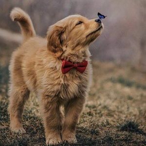 Meet your Posher, Will